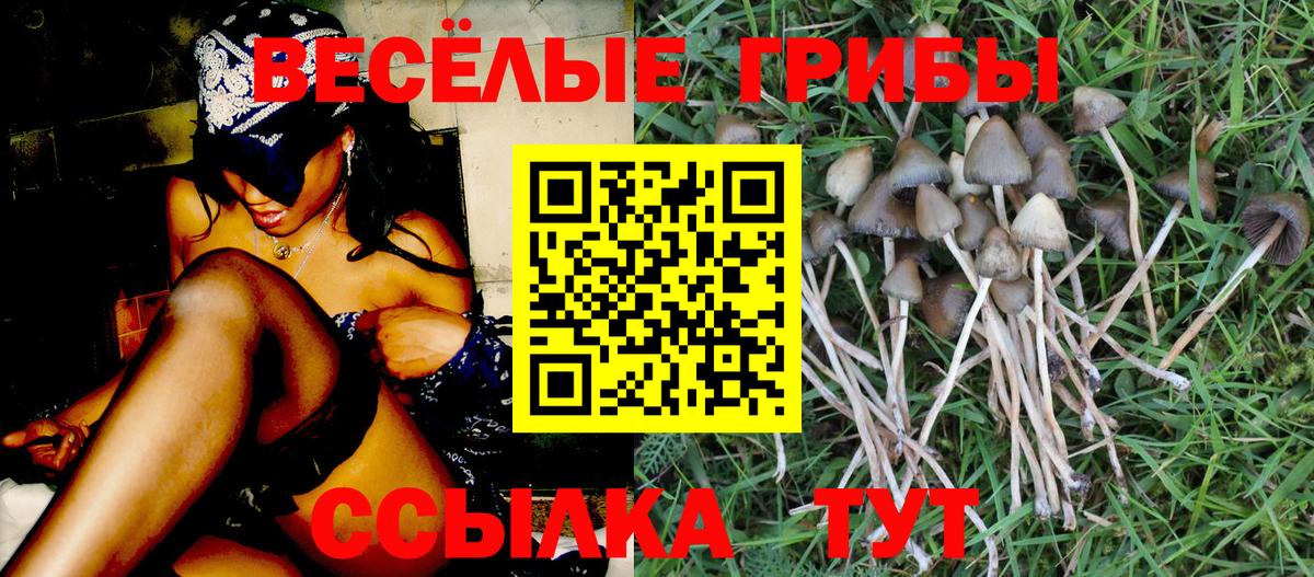 Мытищи  Галлюциногенные грибы Psilocybe  Вход с VPN 